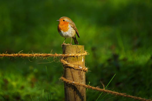 1759700 (a): :2048x1365